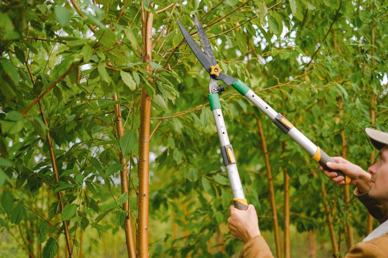 Snoeiservice voor bomen